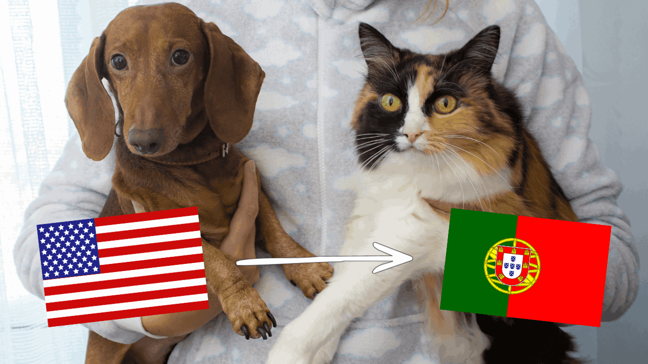 Featured image for “Moving Pets to Portugal from the USA: Requirements for Dogs and Cats”