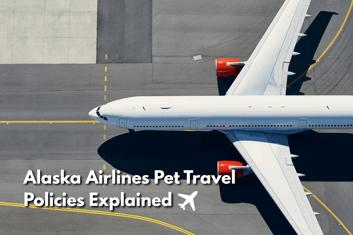 Aerial view of an Alaska Airlines aircraft on the tarmac with text overlay reading Alaska Airlines Pet Travel Policies Explained.