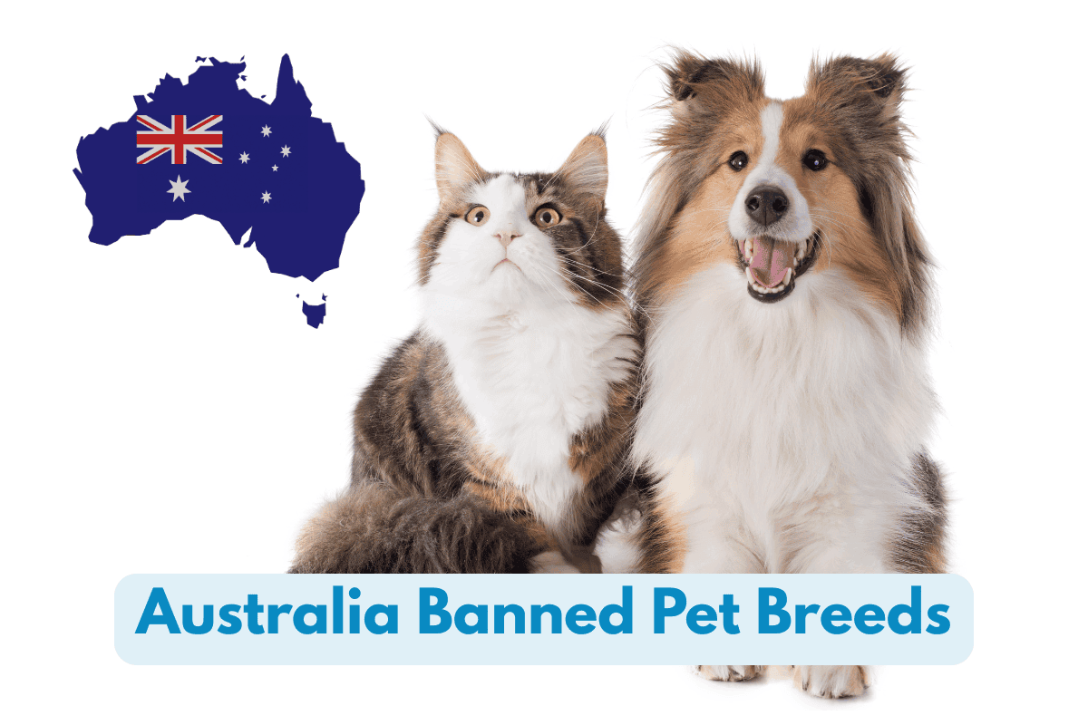 Cat and Sheltie dog on white background with an Australia flag map icon and text overlay reading 'Australia Banned Pet Breeds.'