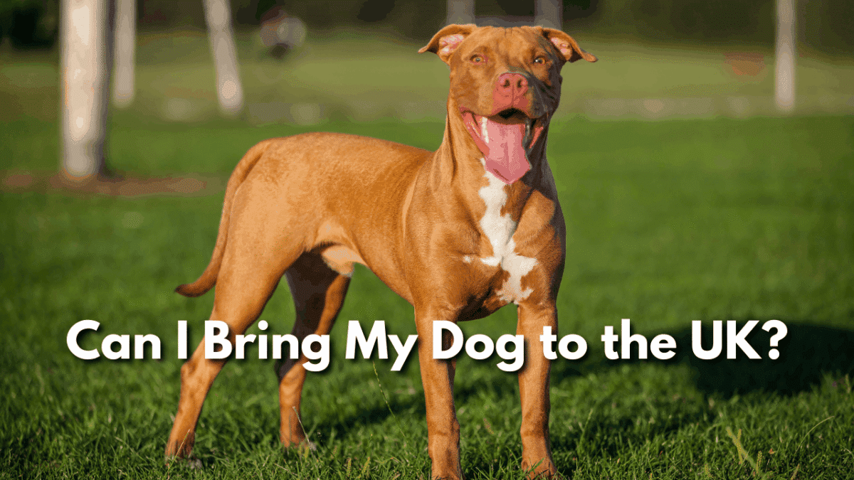 Brown pit bull-type dog standing on grass with text overlay reading 'Can I Bring My Dog to the UK?'