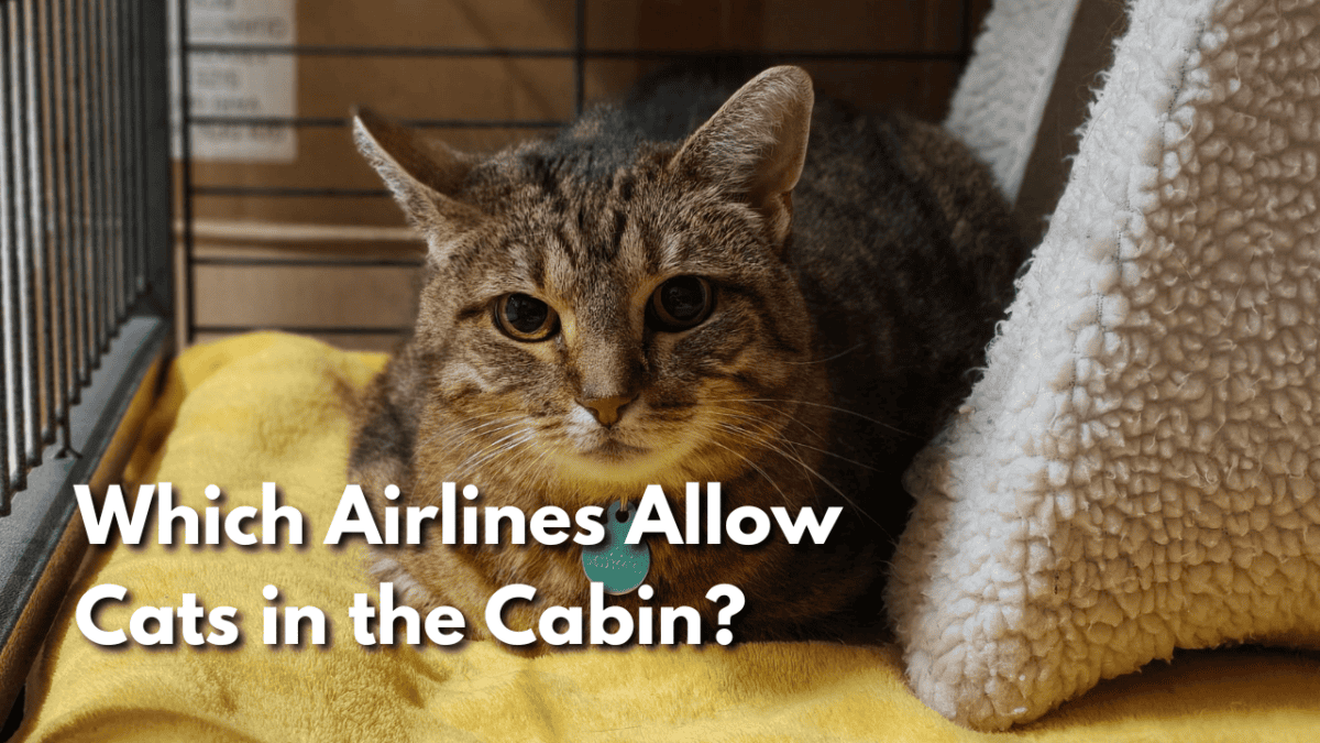 airlines that allow cats in cabin, cat friendly airlines, flying with a cat, cat in cabin airline policy, best airline to fly with cats