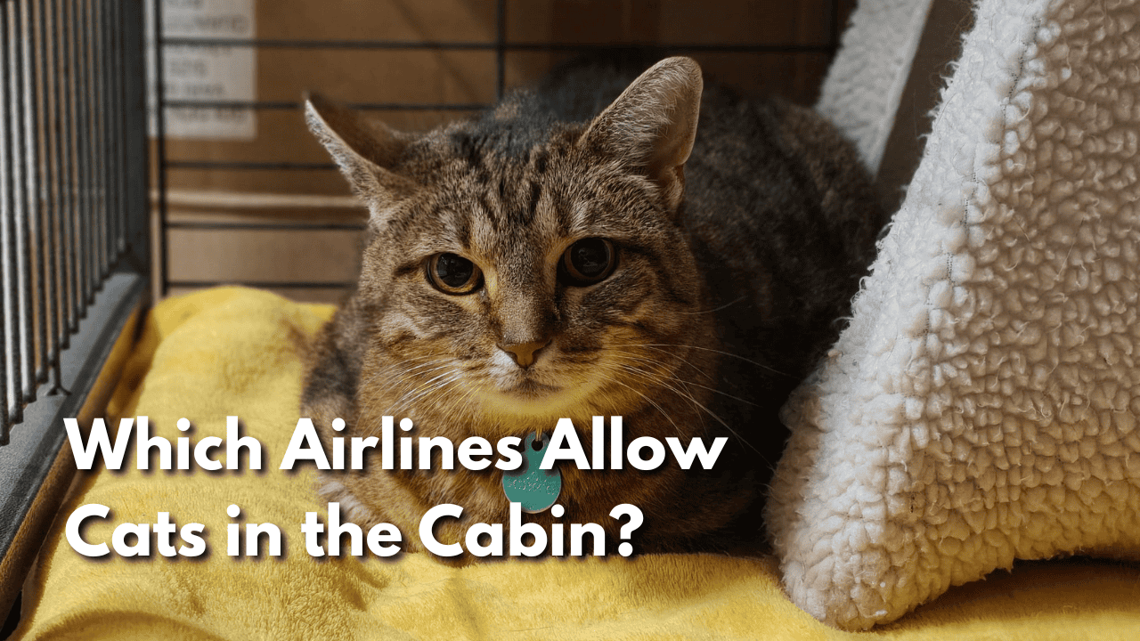 Featured image for “Which Airlines Allow Cats in the Cabin?”