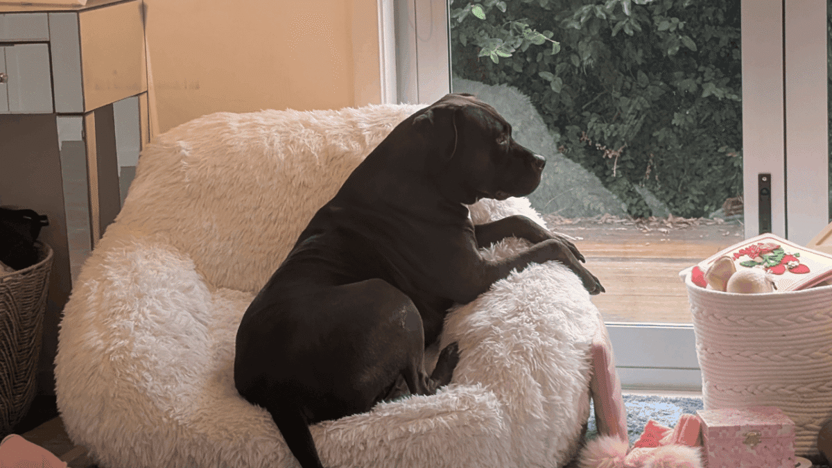 Benny settled into his new home in New Zealand after traveling all the way from Dallas, Texas.