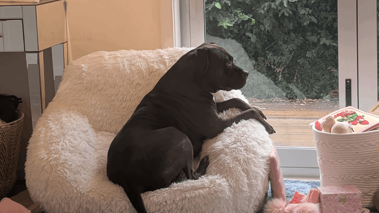 Featured image for “Planning a January Move? Start Your Pet’s Relocation Now.”