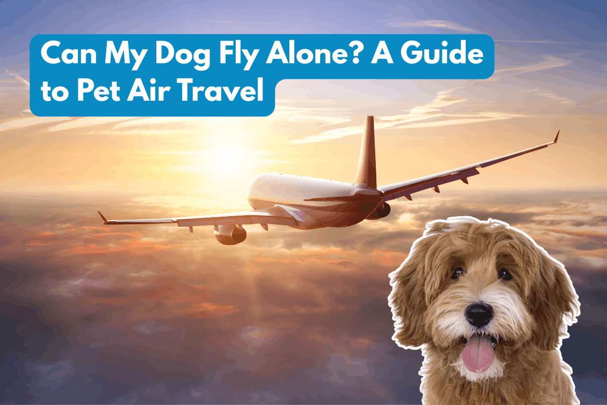 Airplane flying at sunset with a shaggy tan and white dog in front, text overlay reading Can My Dog Fly Alone? A Guide to Pet Air Travel.