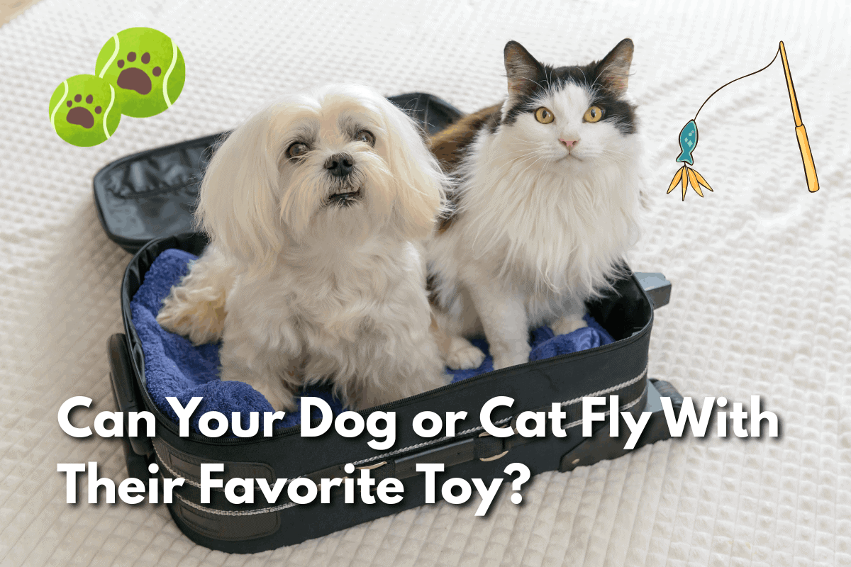 White fluffy dog and a black-and-white long-haired cat sitting together inside an open suitcase lined with a blue towel, with illustrated tennis balls and a cat toy wand graphic, and text overlay reading 'Can Your Dog or Cat Fly With Their Favorite Toy?'