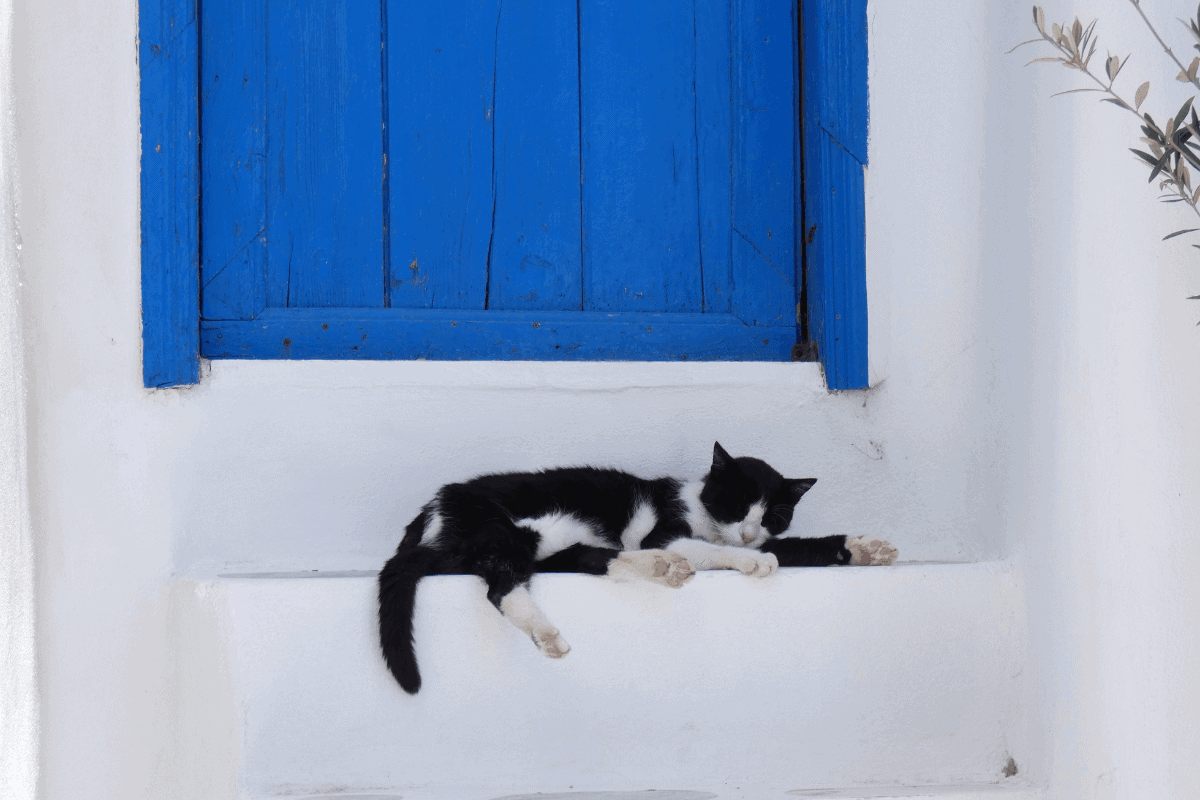 Black and white cat sleeping on white steps below a blue shuttered window in Greece.