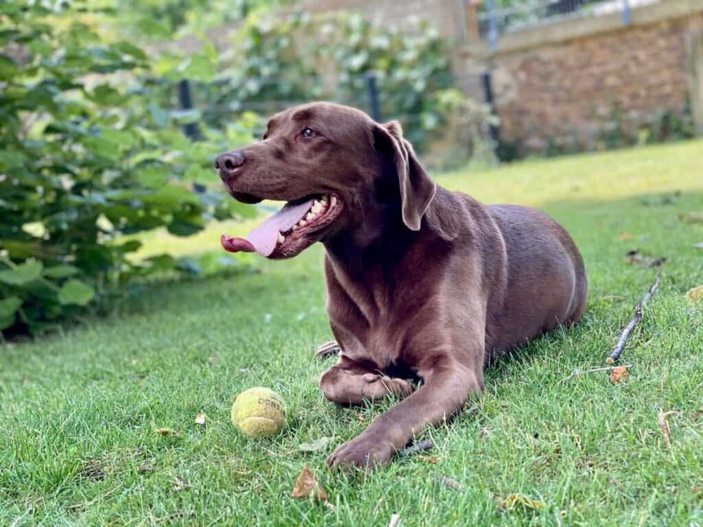 Chocolate Labrador lying in the grass with a tennis ball, relaxed after his move with WorldCare Pet Transport.