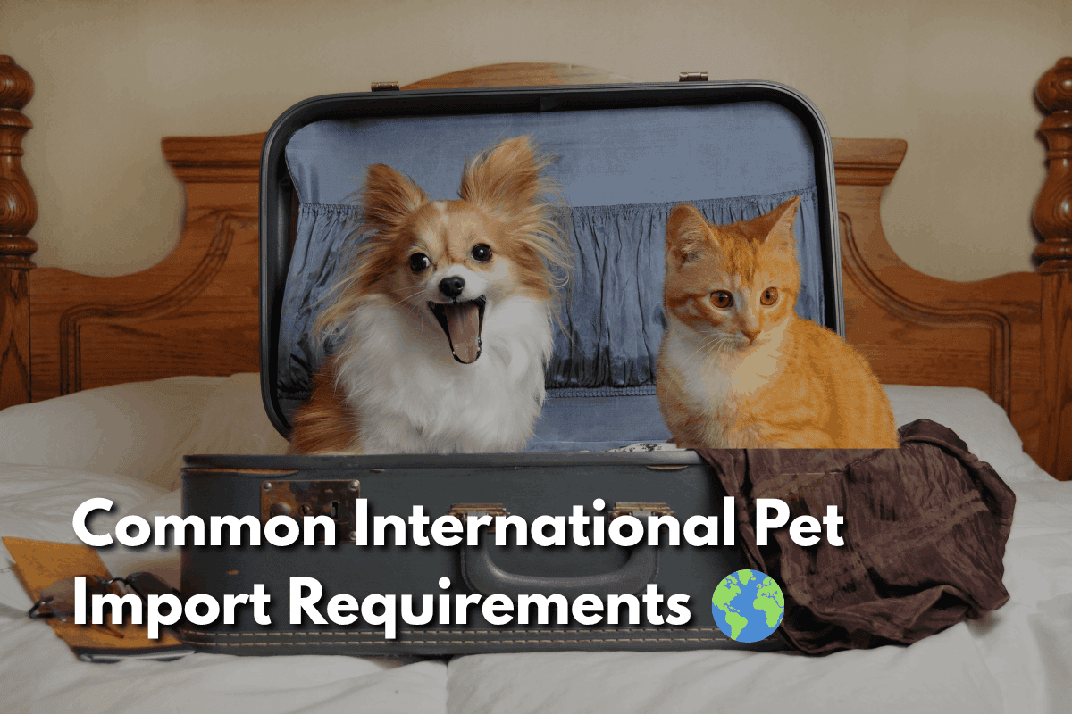 Dog and cat in open suitcase for pet transport.