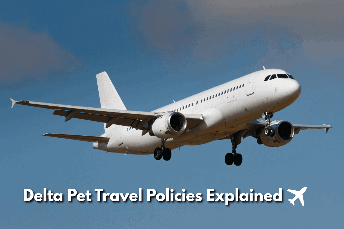 Delta Air Lines aircraft in flight with text overlay reading Delta Pet Travel Policies Explained.