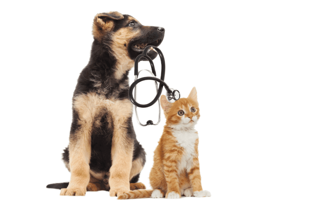 German shepherd puppy and orange tabby kitten sitting together during a veterinary checkup, stethoscope hanging between them.