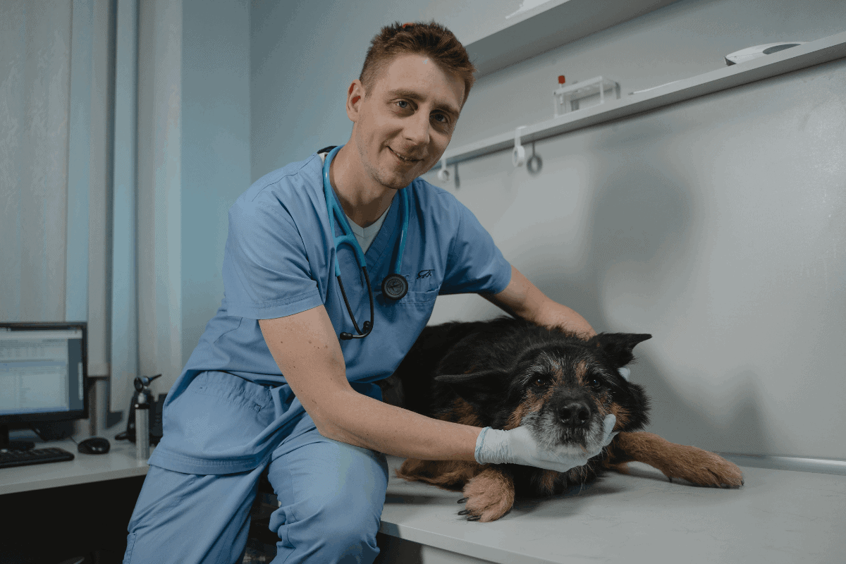 Veterinarian in blue scrubs examining a senior black and tan dog on an exam table.