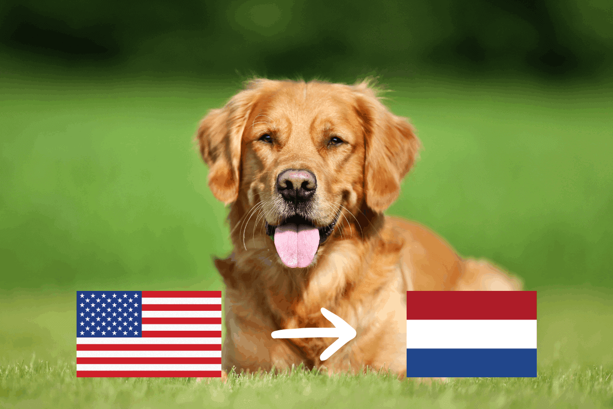 Golden retriever lying in grass with US and Netherlands flags and an arrow, representing pet relocation from the USA to the Netherlands.
