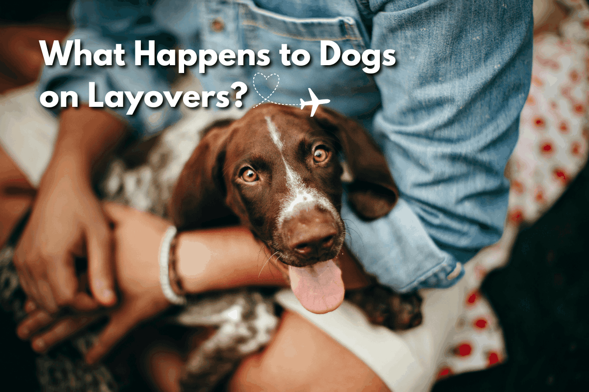 Featured image for a blog post titled 'What Happens to Dogs on Layovers?' showing a brown and white dog with tongue out being held on someone's lap