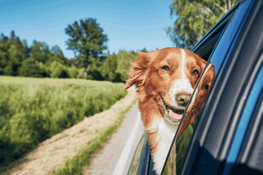 Red and white dog with head out of car window on a country road during a road trip.