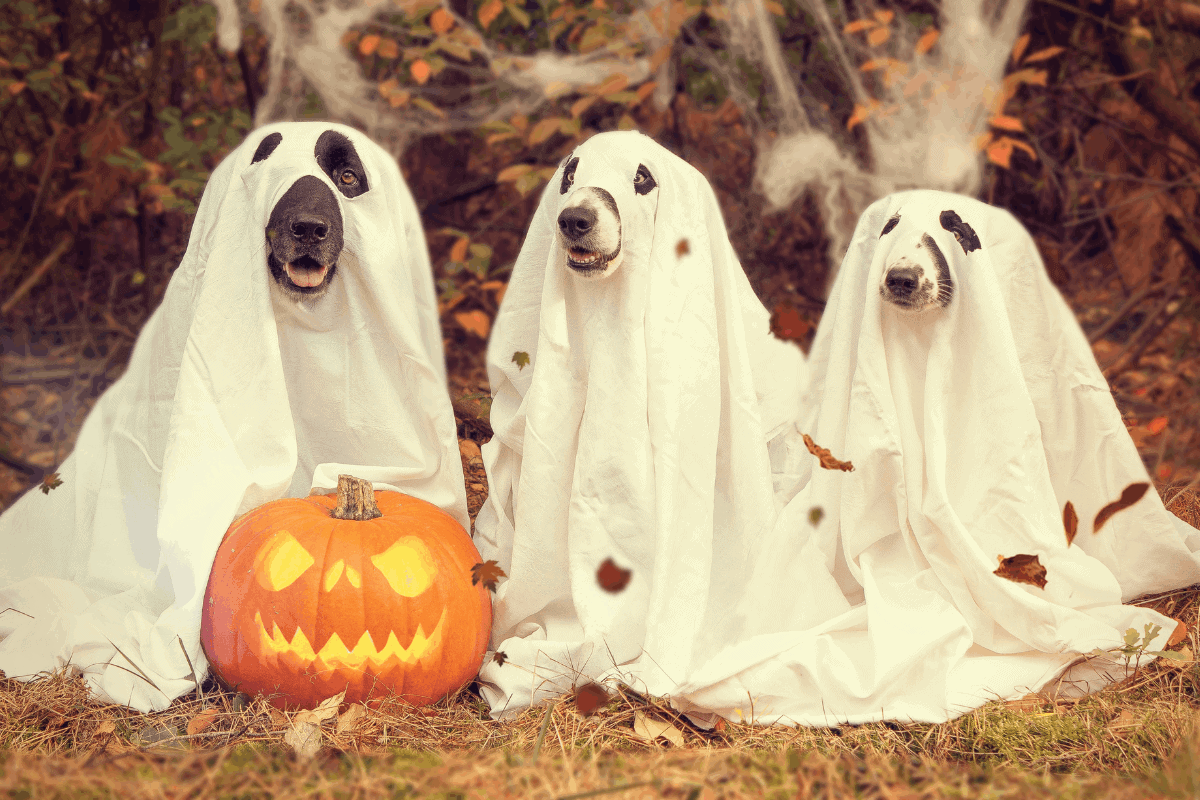 Three dogs dressed as ghosts in white sheets sitting beside a carved jack-o'-lantern in an autumn setting