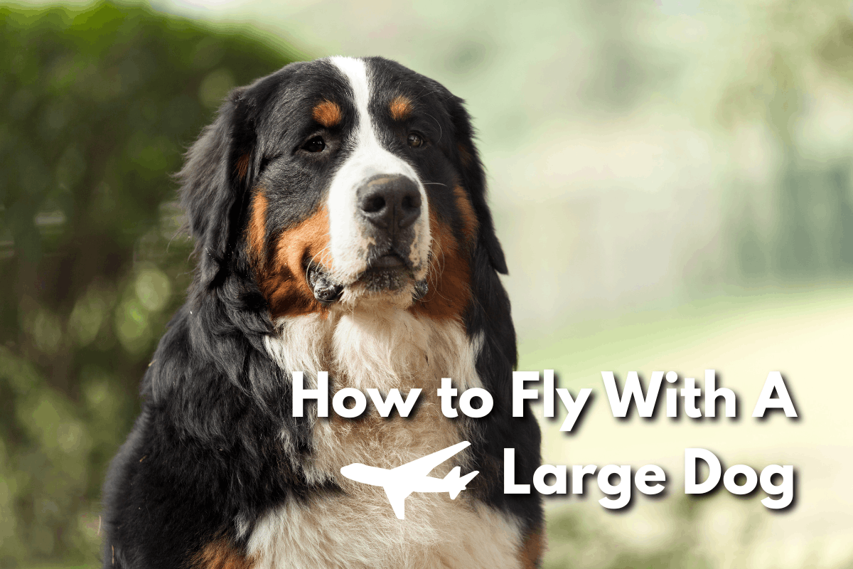 Bernese Mountain Dog outdoors with text overlay reading 'How to Fly With A Large Dog' and an airplane icon.