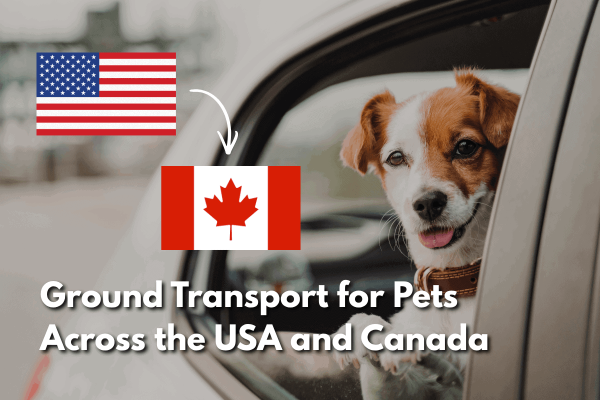 A dog looks out a car window beside a graphic showing an arrow from the US flag to the Canadian flag, with text reading 'Ground Transport for Pets Across the USA and Canada.'