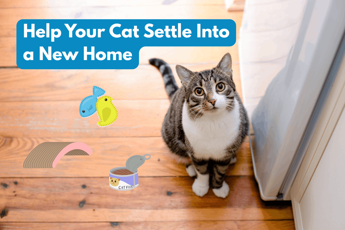 A gray and white tabby cat sits on a wood floor looking up, surrounded by illustrated icons of toys, a scratcher, and cat food, with text reading 'Help Your Cat Settle Into a New Home'