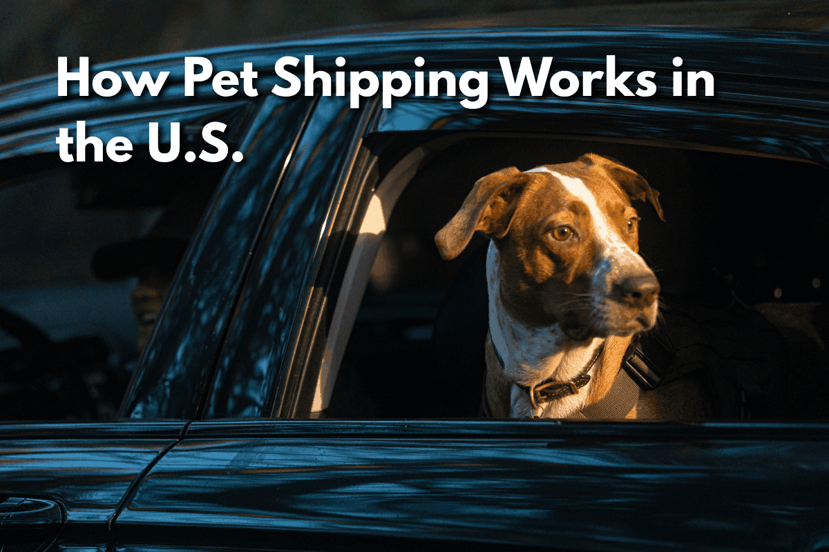 Dog looking out the window of a car, with text overlay 'How Pet Shipping Works in the U.S.'
