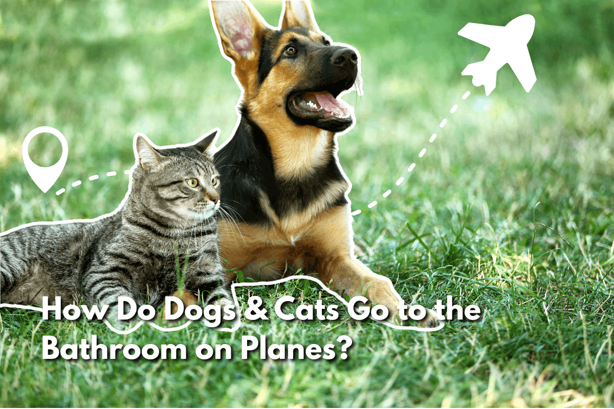 Tabby cat and German Shepherd lying together on grass with location and airplane icons, text overlay reading How Do Dogs & Cats Go to the Bathroom on Planes?