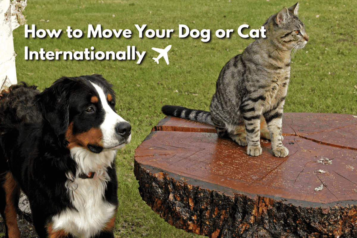 Bernese Mountain Dog and tabby cat outdoors, with text overlay 'How to Move Your Dog or Cat Internationally' and an airplane icon.