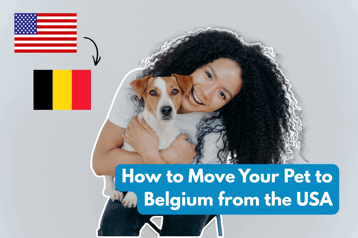 Woman holding her Jack Russell Terrier with US and Belgium flags illustrating how to move your pet to Belgium from the USA.