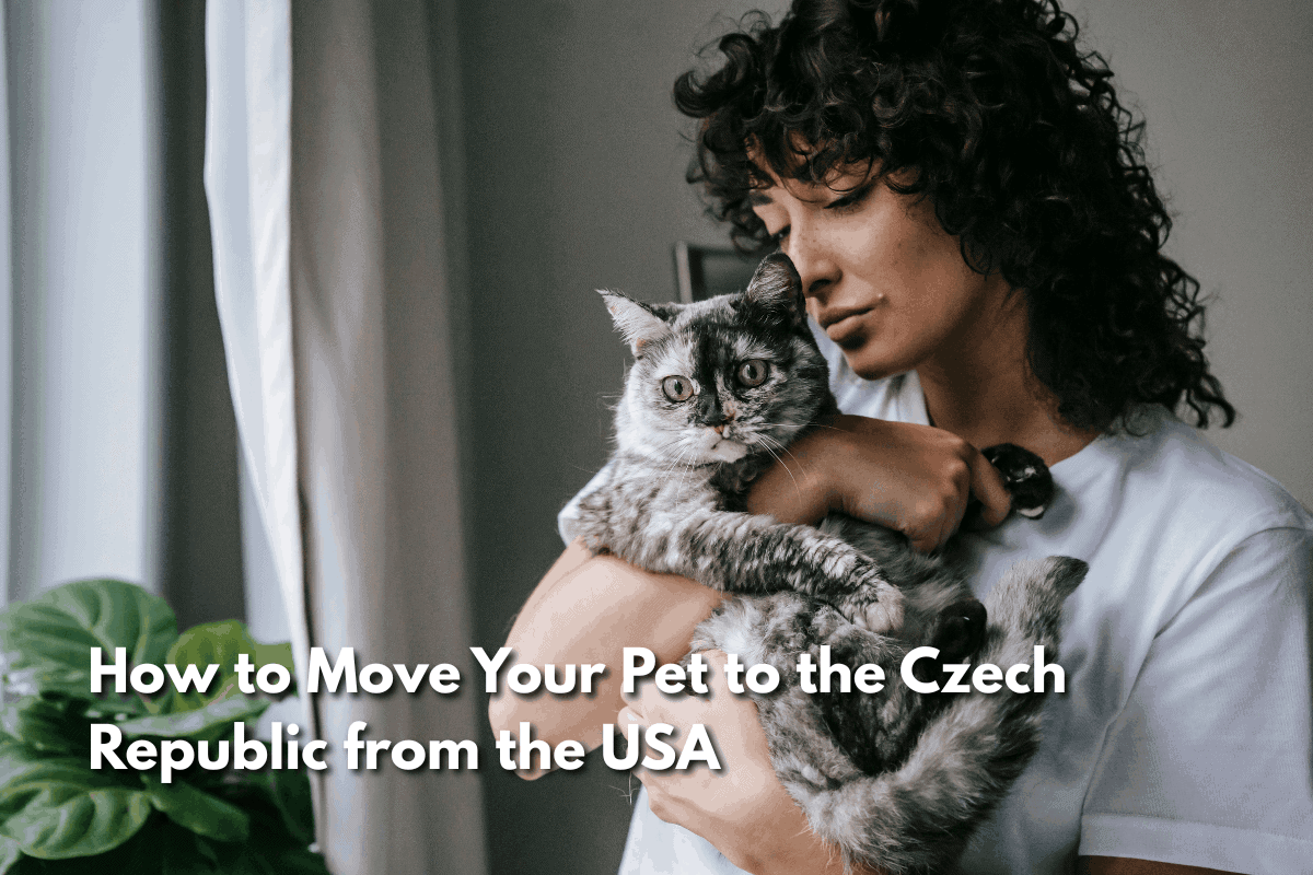 How to move your pet to the Czech Republic from the USA: a woman with curly hair holds a gray tabby cat close to her chest by a window with sheer curtains and a potted plant.