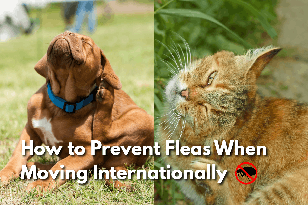 Split image showing a brown dog wearing a blue collar scratching its neck on the left, and an orange tabby cat scratching itself in tall grass on the right, with a 'no fleas' icon and text overlay reading 'How to Prevent Fleas When Moving Internationally.'