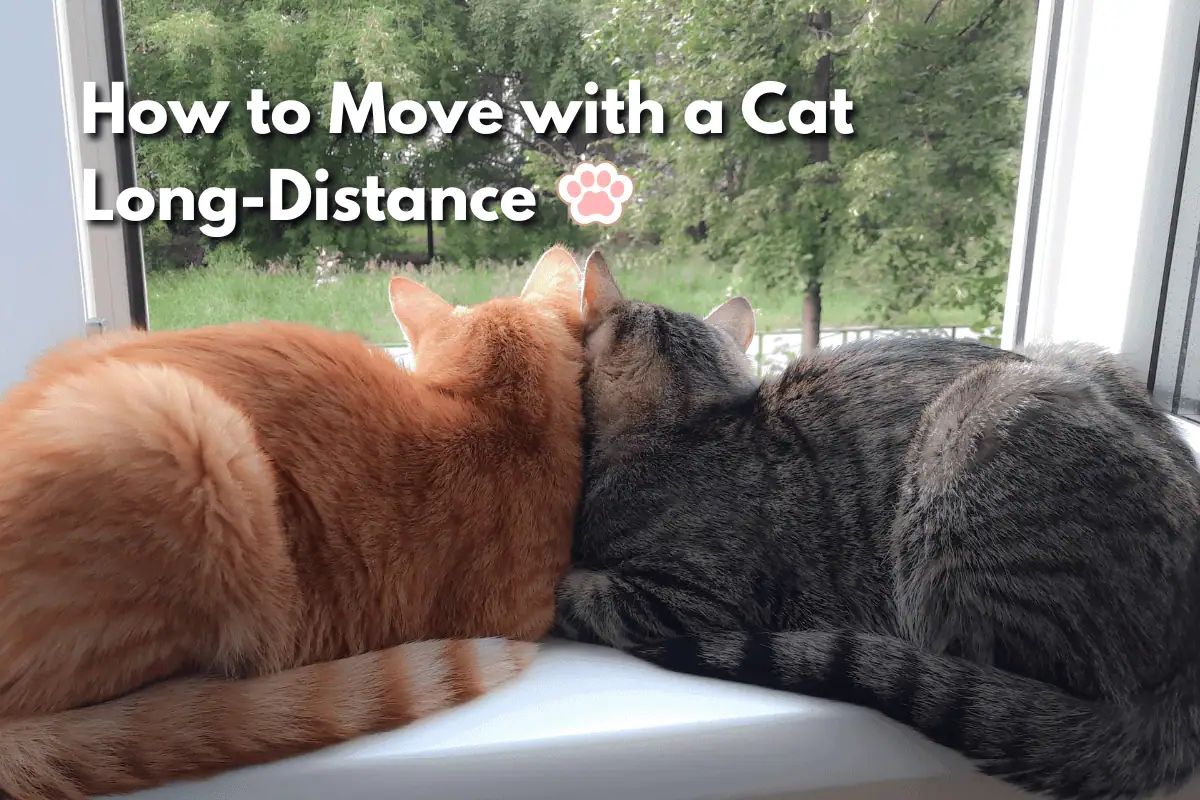 Two cats resting head to head on a windowsill illustrating how to move with a cat long-distance.