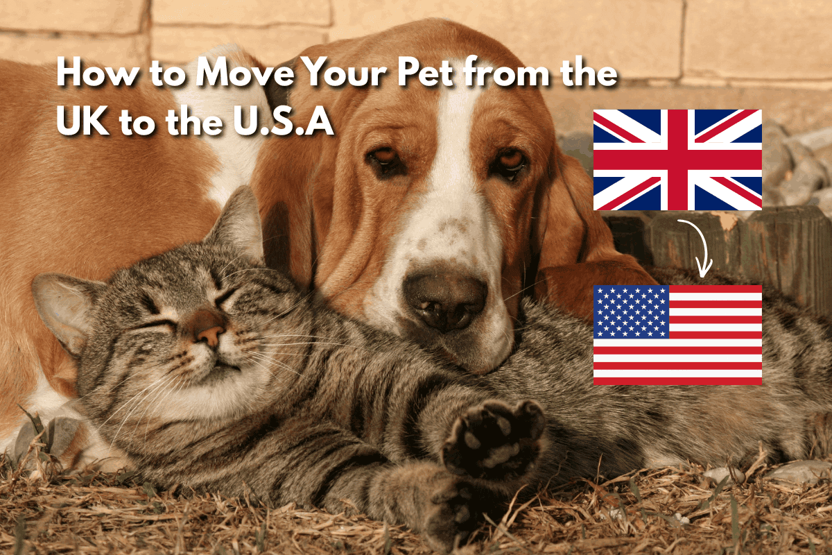A basset hound and tabby cat cuddle together outdoors, with UK and USA flags and an arrow showing the pet relocation journey from the United Kingdom to the United States.