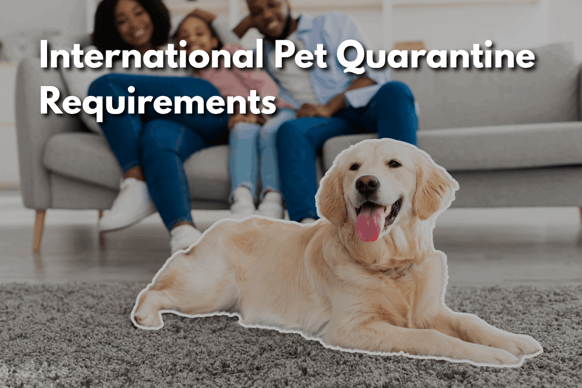Golden Retriever lying on a rug in a living room with a family relaxing on the couch in the background, with text overlay 'International Pet Quarantine Requirements.'
