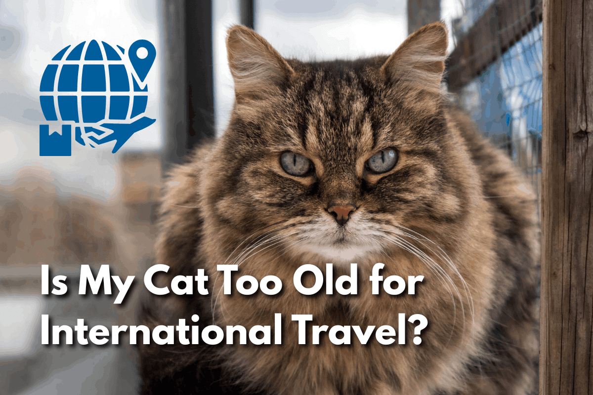 Close-up of a fluffy tabby cat with pale eyes looking directly at the camera against a blurred background. Text reads 'Is My Cat Too Old for International Travel?' with a globe and location pin travel icon above.