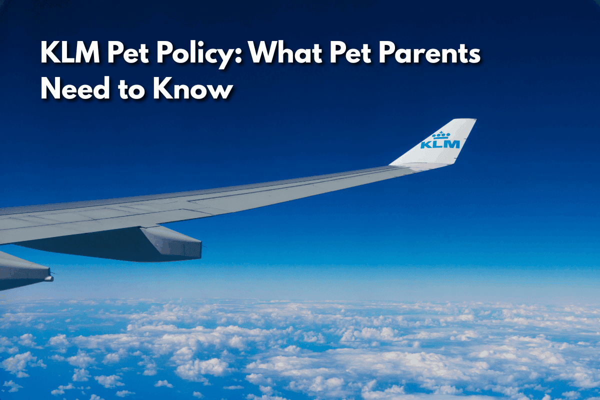 Airplane wing with KLM logo above the clouds, illustrating a blog post on KLM's pet travel policy for pet parents.