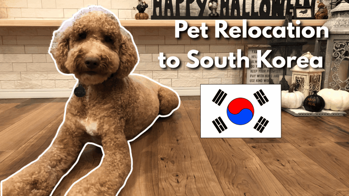 A curly-haired golden doodle named Leon lying on a wood floor, cut out and overlaid on a title graphic reading 'Pet Relocation to South Korea' with the South Korean flag.