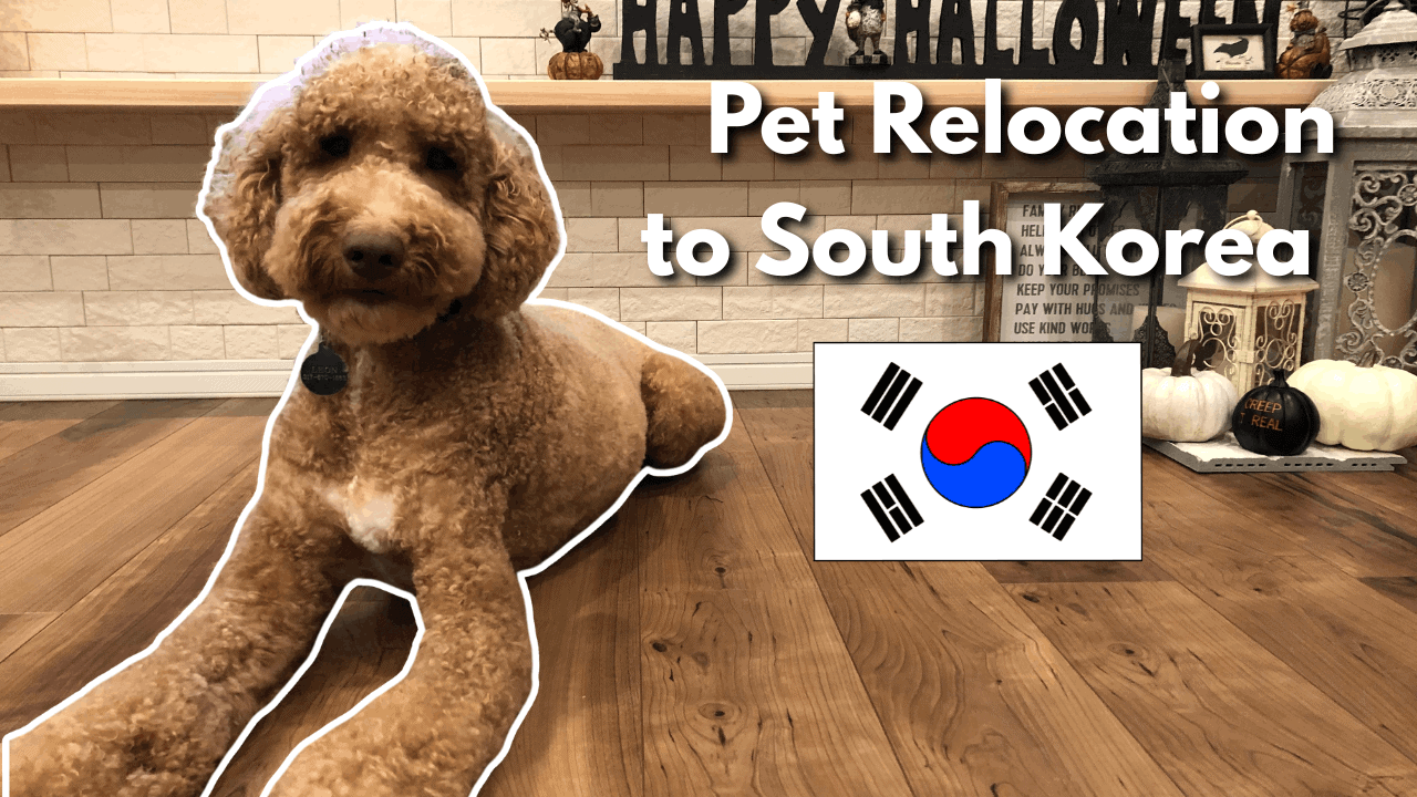 Featured image for “How to Move a Pet From the USA to South Korea: A Step-by-Step Guide”
