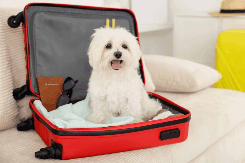 White Maltese dog sitting inside an open red suitcase packed with a passport and sunglasses.
