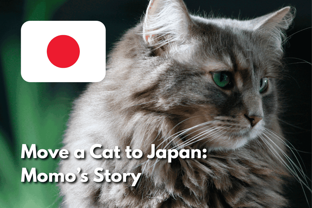 Close-up of a fluffy gray tabby cat with green eyes, with the Japanese flag icon and text overlay reading 'Move a Cat to Japan: Momo's Story.'