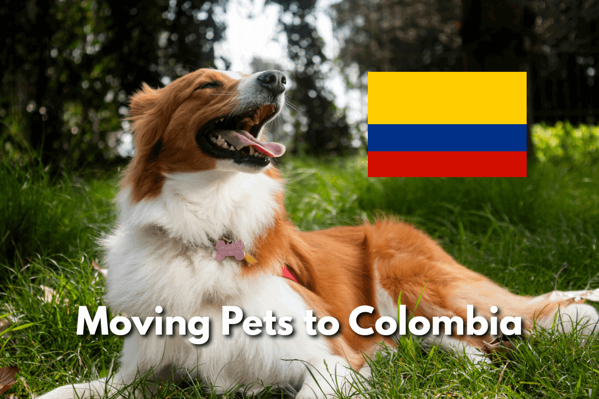 Featured image for a blog post titled 'Moving Pets to Colombia' showing a happy brown-and-white dog lying in the grass with tongue out beside the Colombian flag