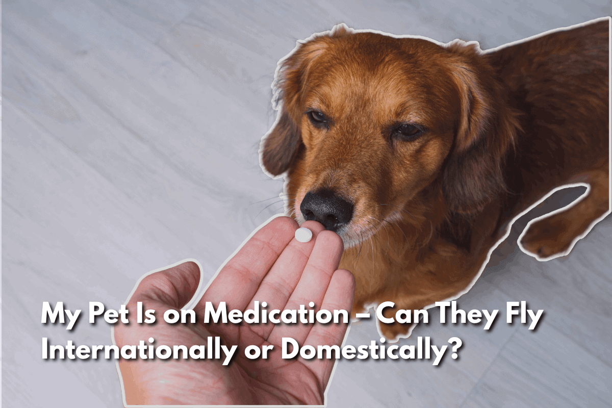 A hand offering a pill to a dog, with text asking whether pets on medication can fly internationally or domestically