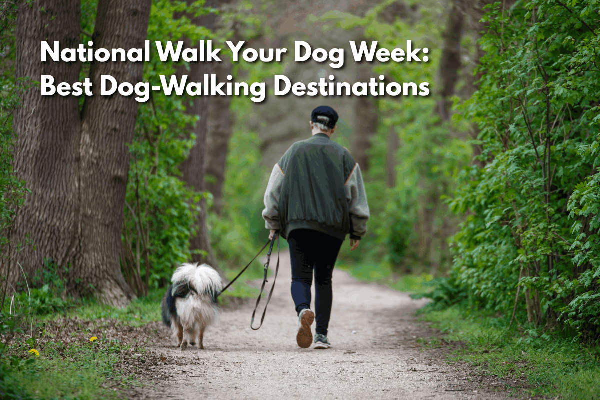 Person in a dark green jacket walking a shaggy black-and-white dog on a leash down a tree-lined dirt path, with text overlay reading 'National Walk Your Dog Week: Best Dog-Walking Destinations.'