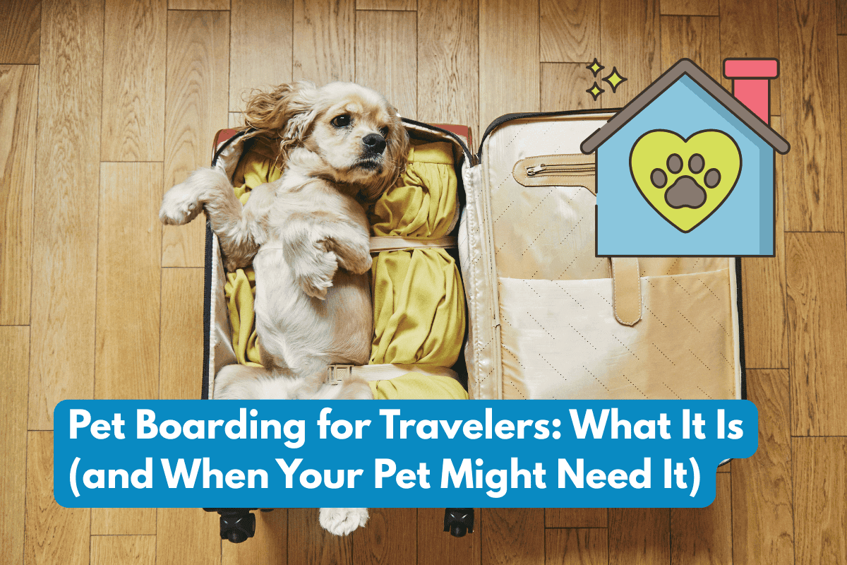 Overhead view of a golden dog lying inside an open suitcase packed with yellow clothing, on a wood floor, with a house-and-paw-print icon graphic and text overlay reading 'Pet Boarding for Travelers: What It Is (and When Your Pet Might Need It).'