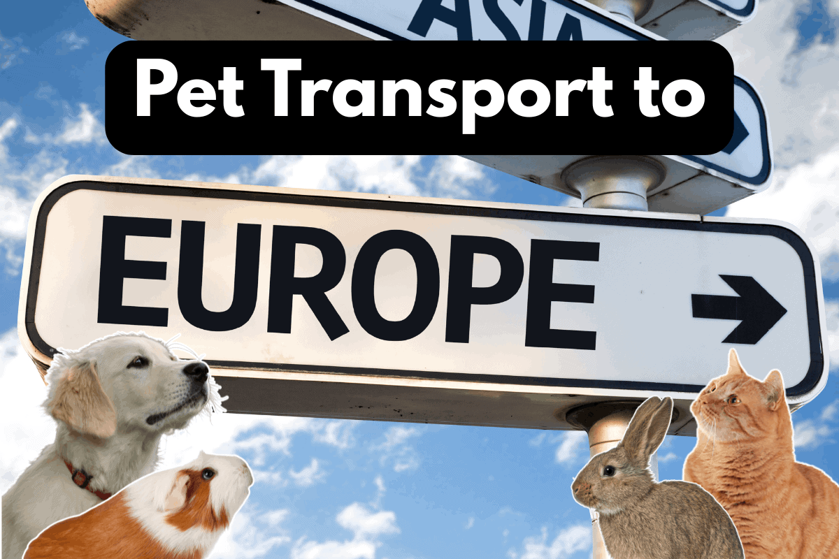 Street sign reading Europe with an arrow, surrounded by cutout images of a dog, guinea pig, rabbit, and cat against a blue sky. Text overlay reads: Pet Transport to Europe.