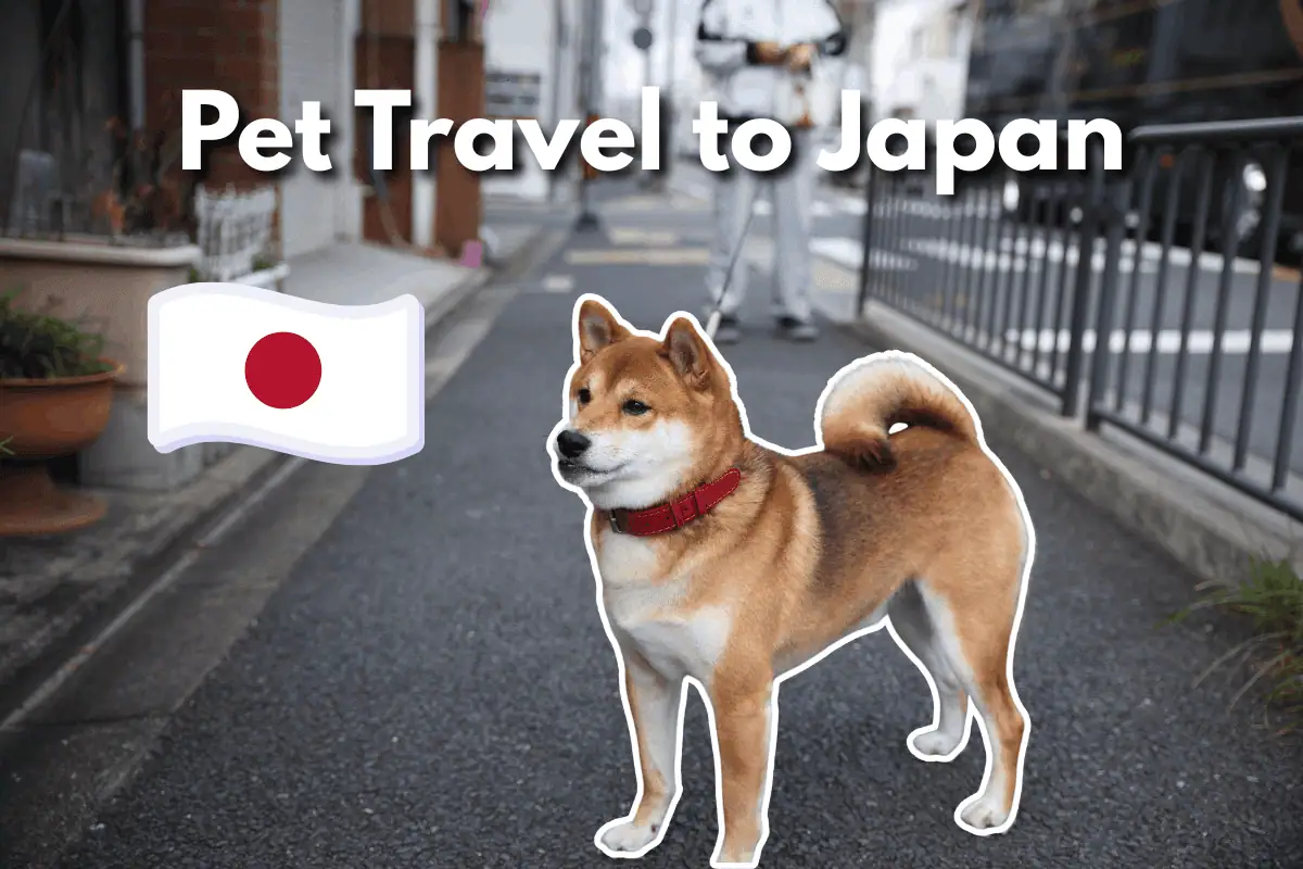 A Shiba Inu with a red collar stands on a Japanese street, with a Japan flag icon and text reading 'Pet Travel to Japan'.