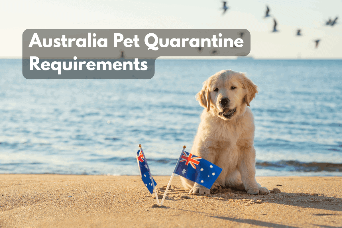 Featured image for a blog post titled 'Australia Pet Quarantine Requirements' showing a golden retriever puppy sitting on a beach with small Australian flags in the sand and the ocean in the background.