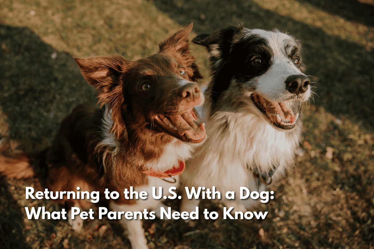Two happy dogs outdoors on grass with text overlay reading 'Returning to the U.S. With a Dog: What Pet Parents Need to Know.'