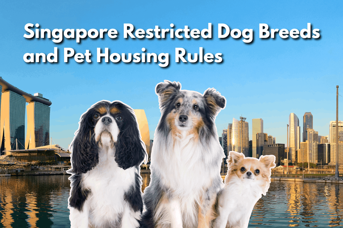 Featured image for a blog post titled 'Singapore Restricted Dog Breeds and Pet Housing Rules' showing cutout images of a Cavalier King Charles Spaniel, a Shetland Sheepdog, and a Chihuahua overlaid on the Singapore Marina Bay skyline.