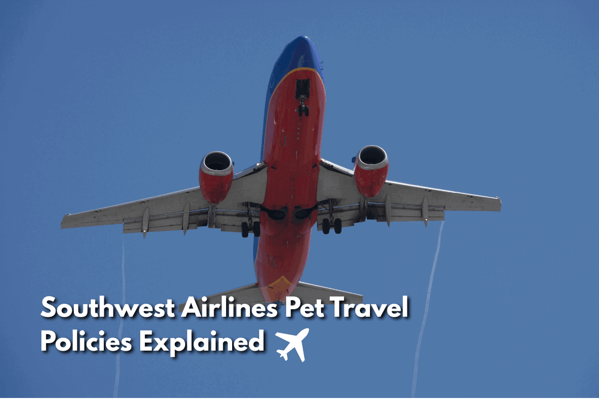 Southwest Airlines aircraft flying overhead with text overlay reading Southwest Airlines Pet Travel Policies Explained.