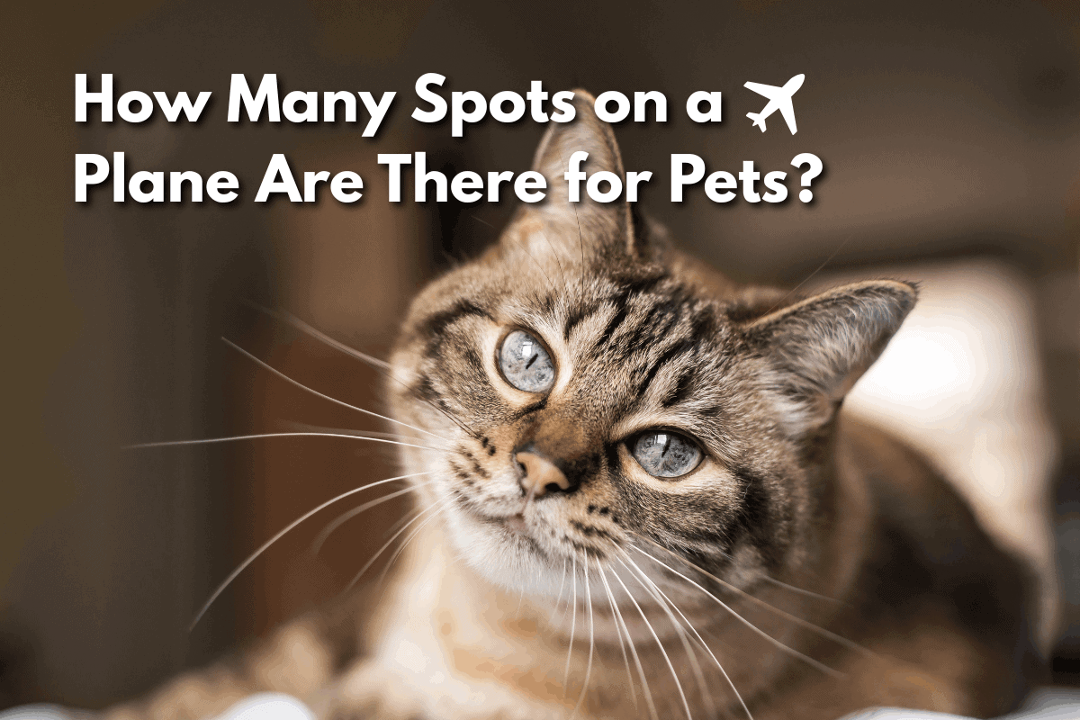 Featured image for a blog post titled 'How Many Spots on a Plane Are There for Pets?' showing a close-up of a tabby cat with striking blue-grey eyes tilting its head toward the camera.