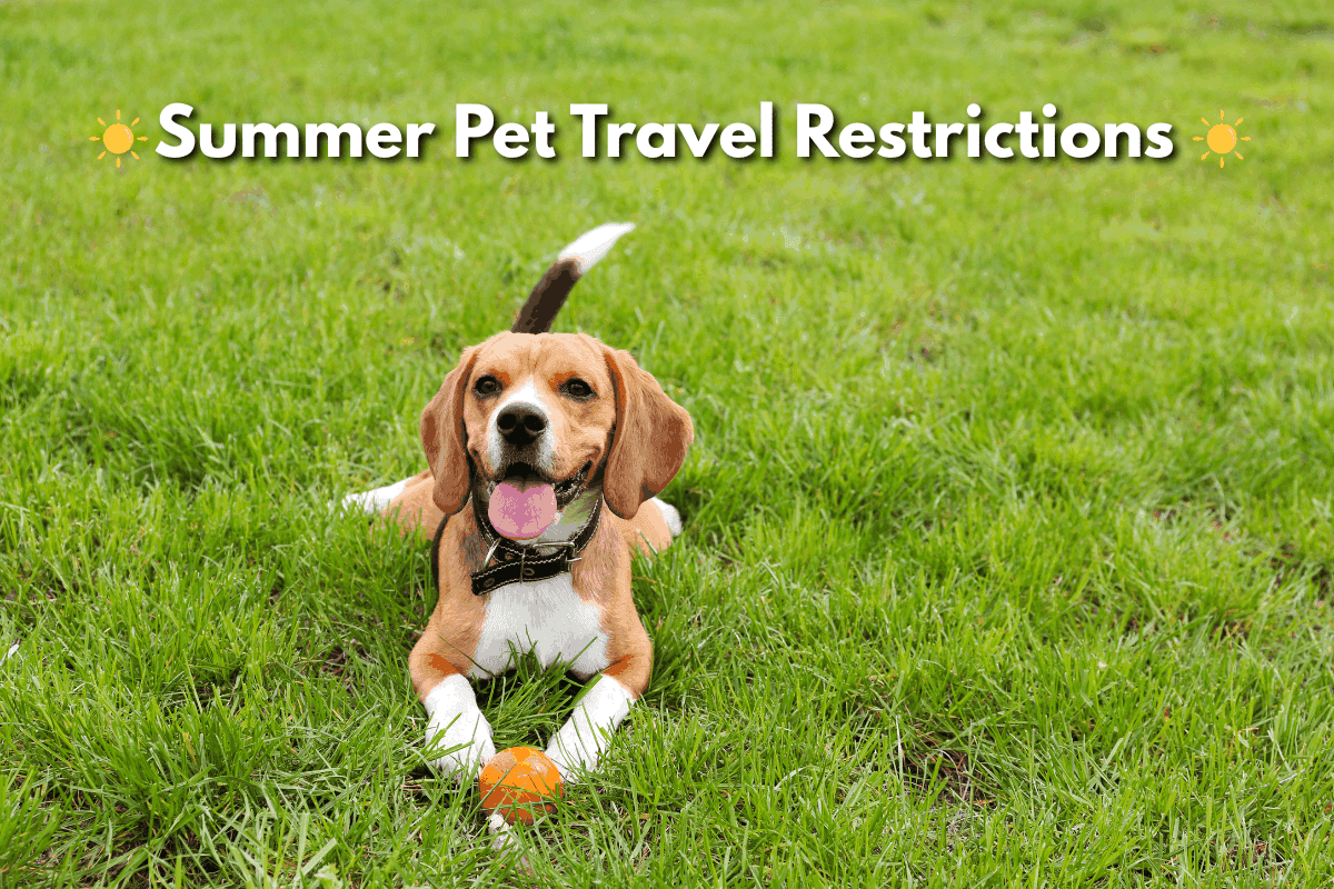 Featured image for a blog post titled 'Summer Pet Travel Restrictions' showing a beagle lying in green grass with an orange ball, tongue out and tail raised.